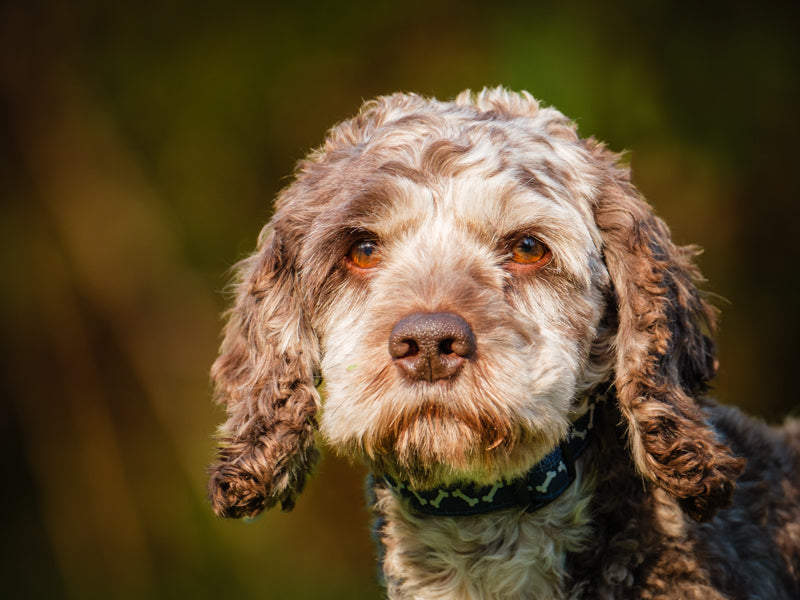 Zackari Cocker Spaniel Disponible pour adoption Animatch