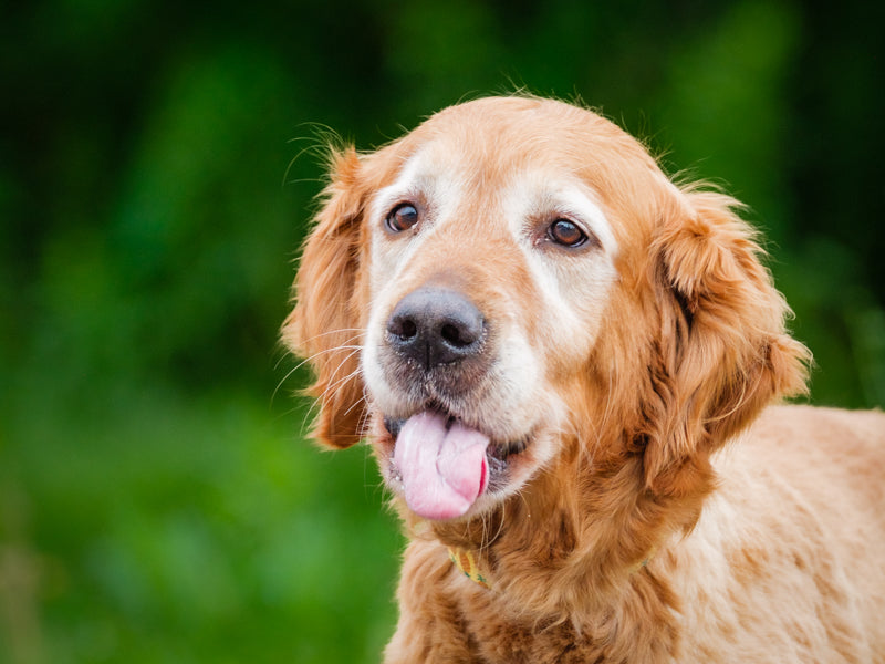 Zia Golden Retriever Adopted Animatch