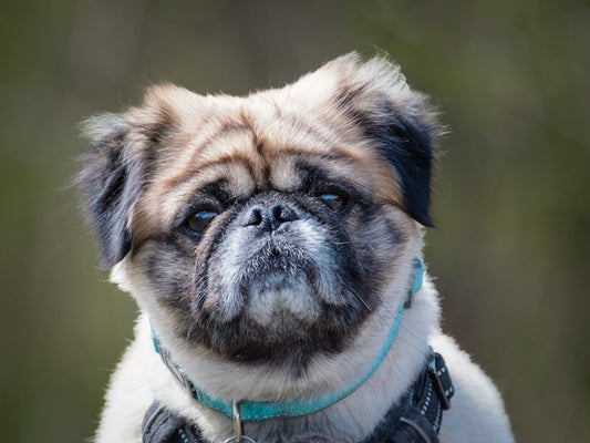Ziggy Stardust (26099) a Pug Adopté on 25 June 2026