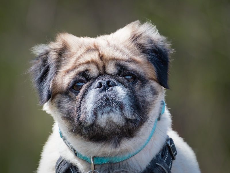 Ziggy Stardust Pug Adopted Animatch
