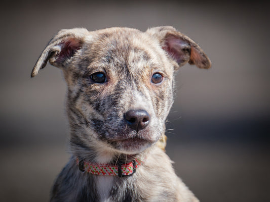 Zillah (25046) a Labrador x Berger Adopté on 11 May 2025