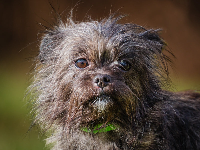 Zuki Affenpinscher-x Available for Adoption Animatch