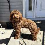 Lazlo Goldendoodle Available for Adoption Animatch