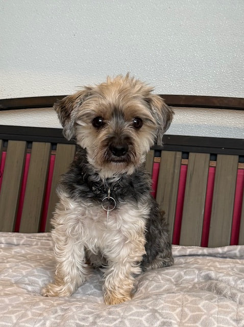 Allié (25256) a Morkie Adopté on  9 January 2026