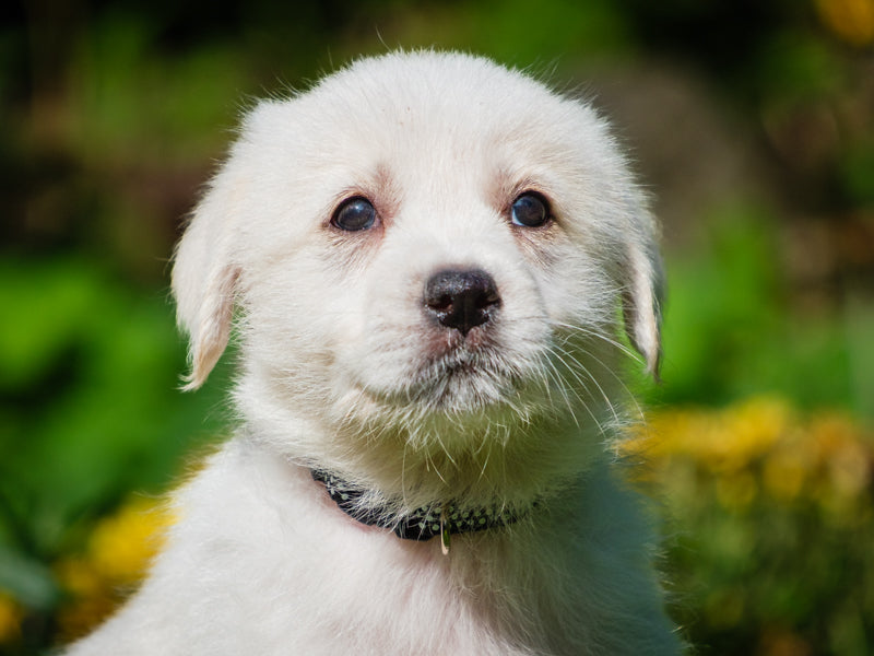 Clatter All-Canadian Available for Adoption Animatch