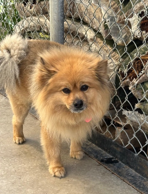 Fripon Pomeranian Available for Adoption Animatch