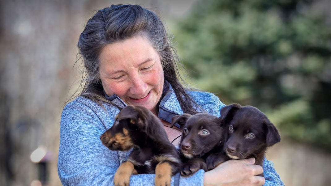 Animach About Animatch – Animatch.ca Dog Adoption