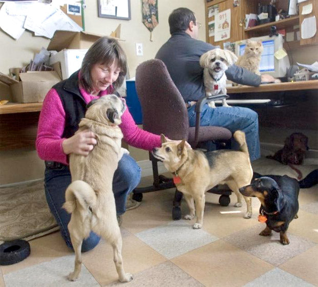 Adopt a Dog | Animatch - Trusted Dog Adoption Service – Animatch.ca Dog ...