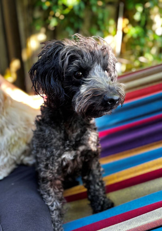 Fiona Poodle-x Available for Adoption Animatch