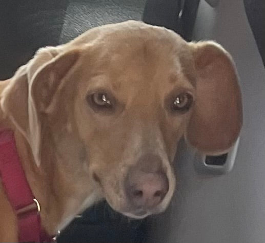 Lili Mixed Breed (originally from Dominican Republic) Available for Adoption Animatch