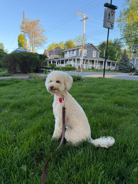 Mayla Cockapoo Adopted Animatch