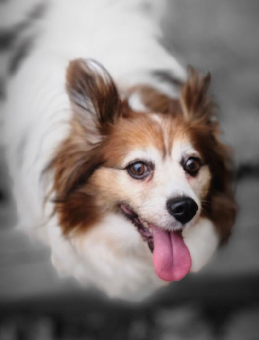 Jak (25.205) a Papillon Adopté on 27 October 2025