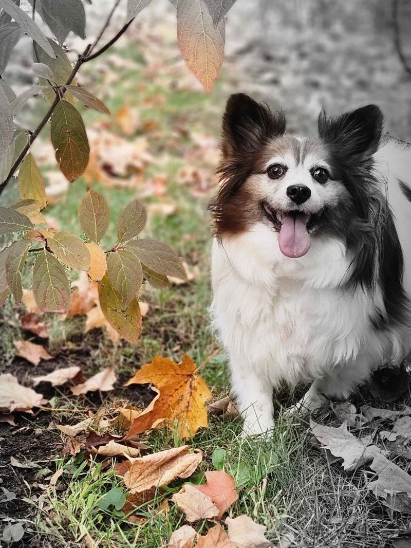   Animatch