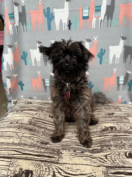 Jesse (25235) a Yorkie-x Adopté on 26 November 2025