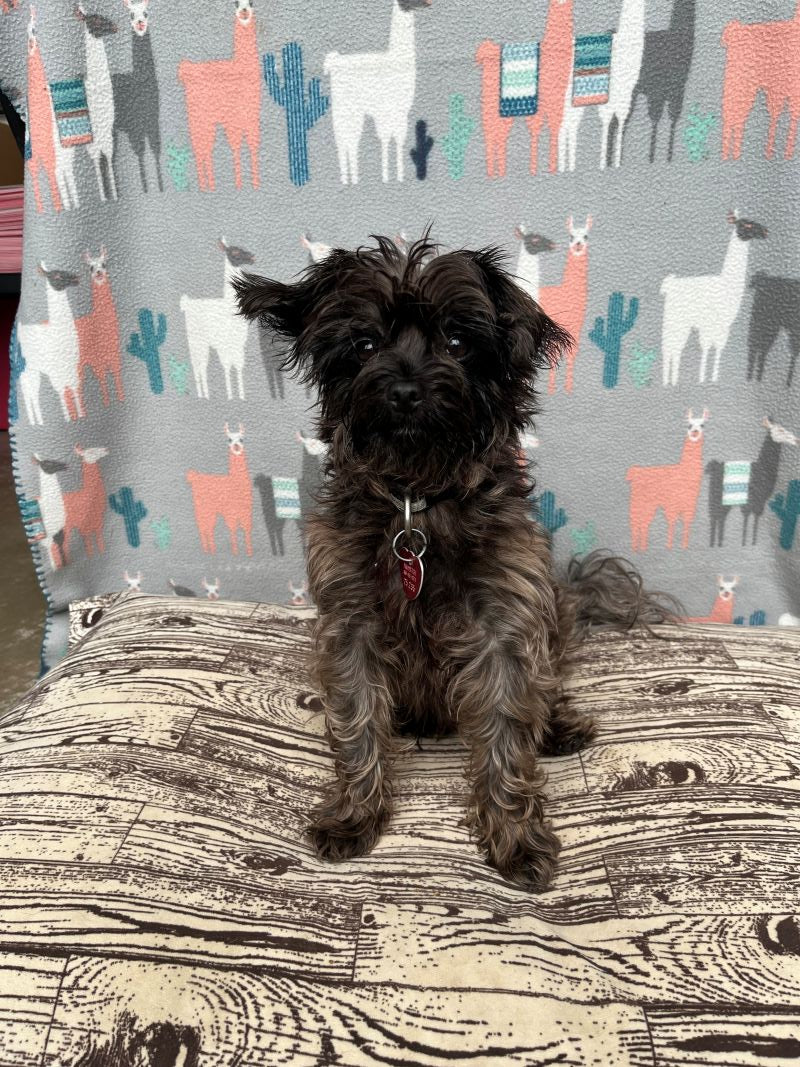 Jesse Yorkie-x Available for Adoption Animatch