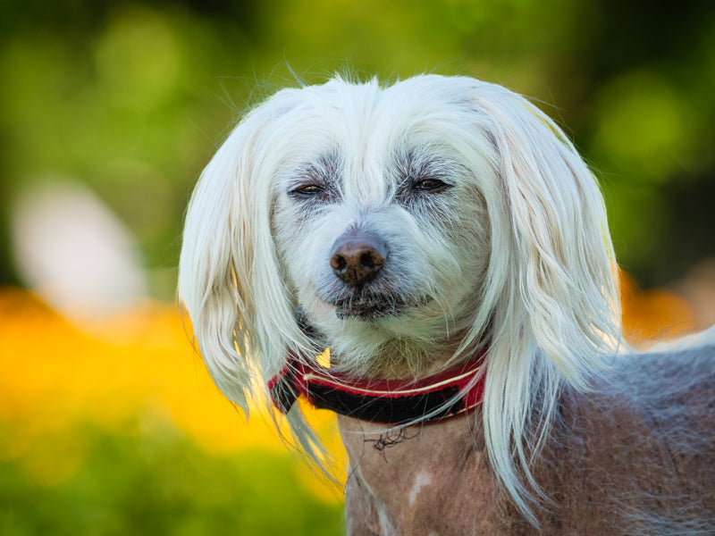 Kiki Chinese Crested Adopted Animatch