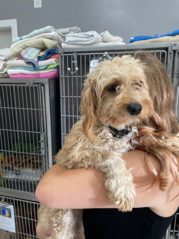 Lilly Cockapoo Available for Adoption Animatch