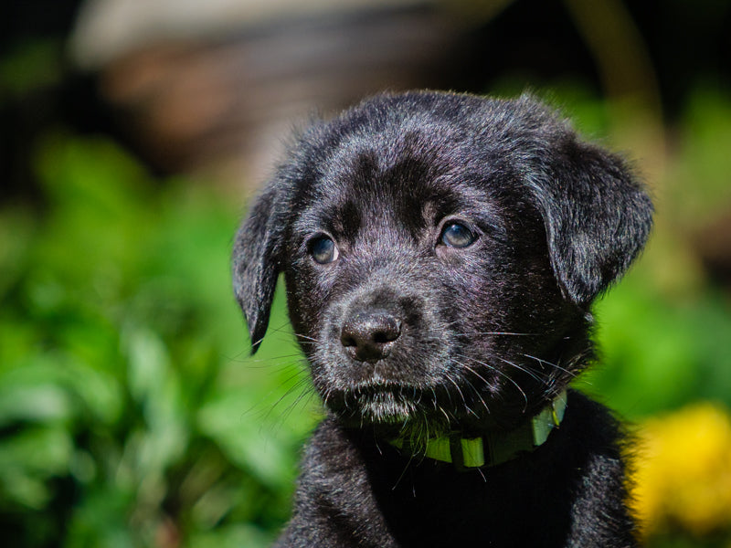 Rattle All Canadian mix Available for Adoption Animatch