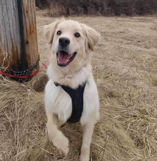 Rebel Samoyed x Golden Available for Adoption Animatch