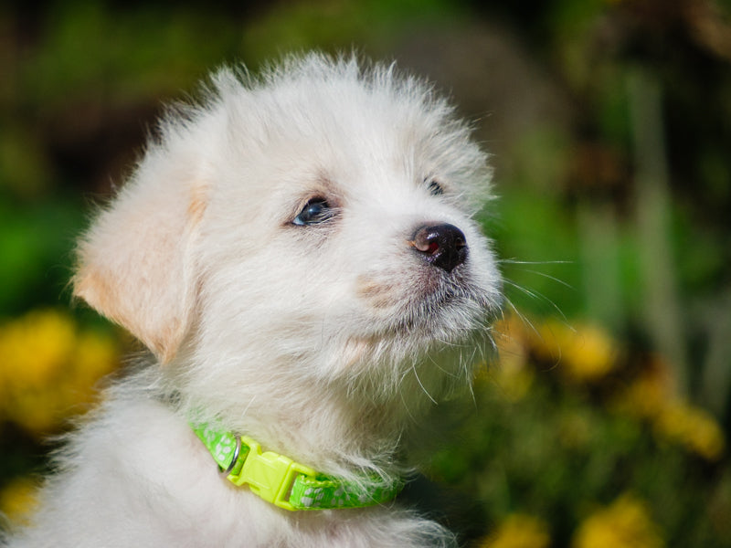 Rumble All Canadian Available for Adoption Animatch