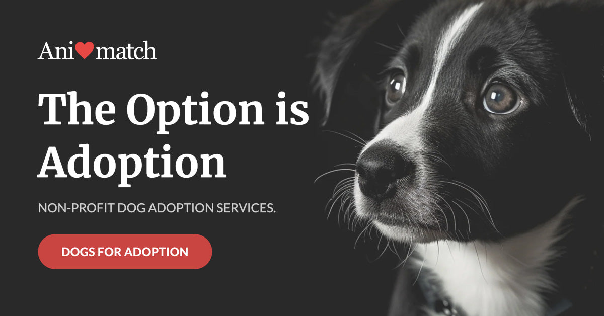 Animatch Carlie – Animatch.ca Dog Adoption