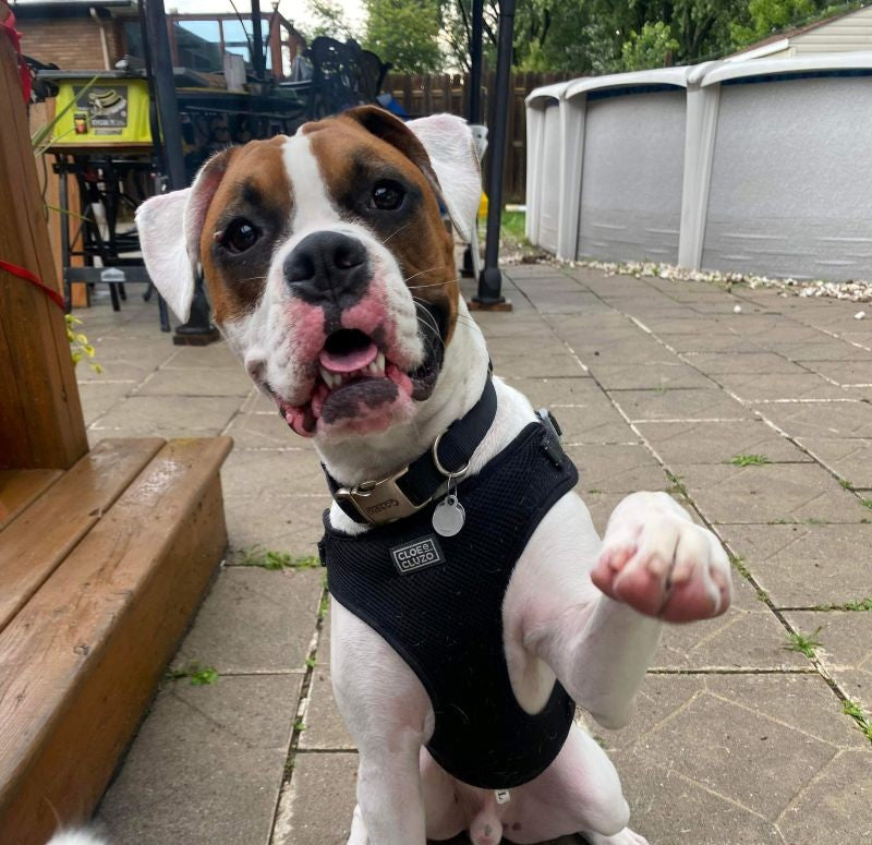 Animatch Tzar – Animatch.ca Dog Adoption