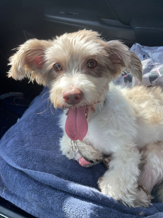 Toupie (25157) a Havanese Adopté on 12 September 2025