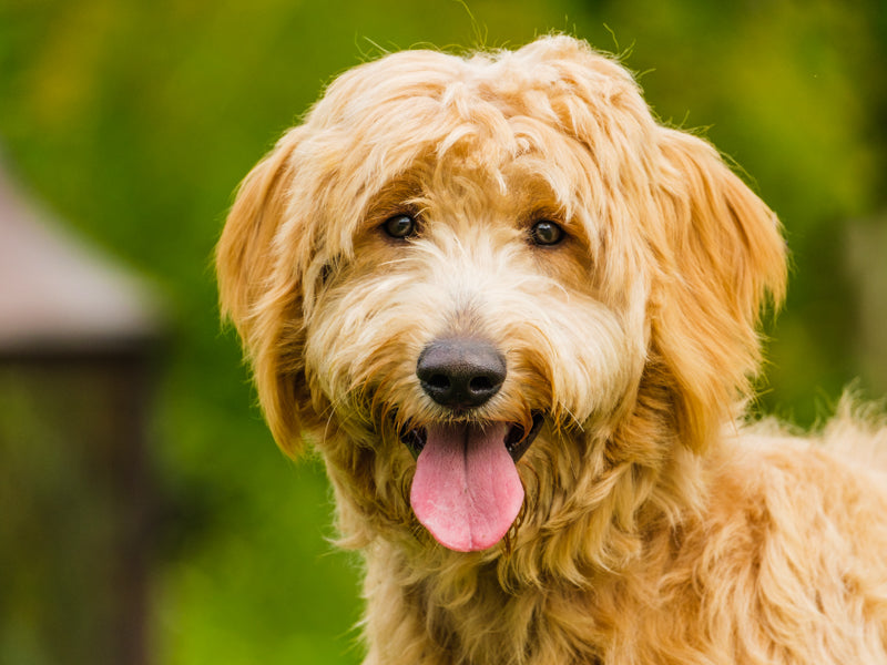 Walter Goldendoodle Disponible pour adoption Animatch